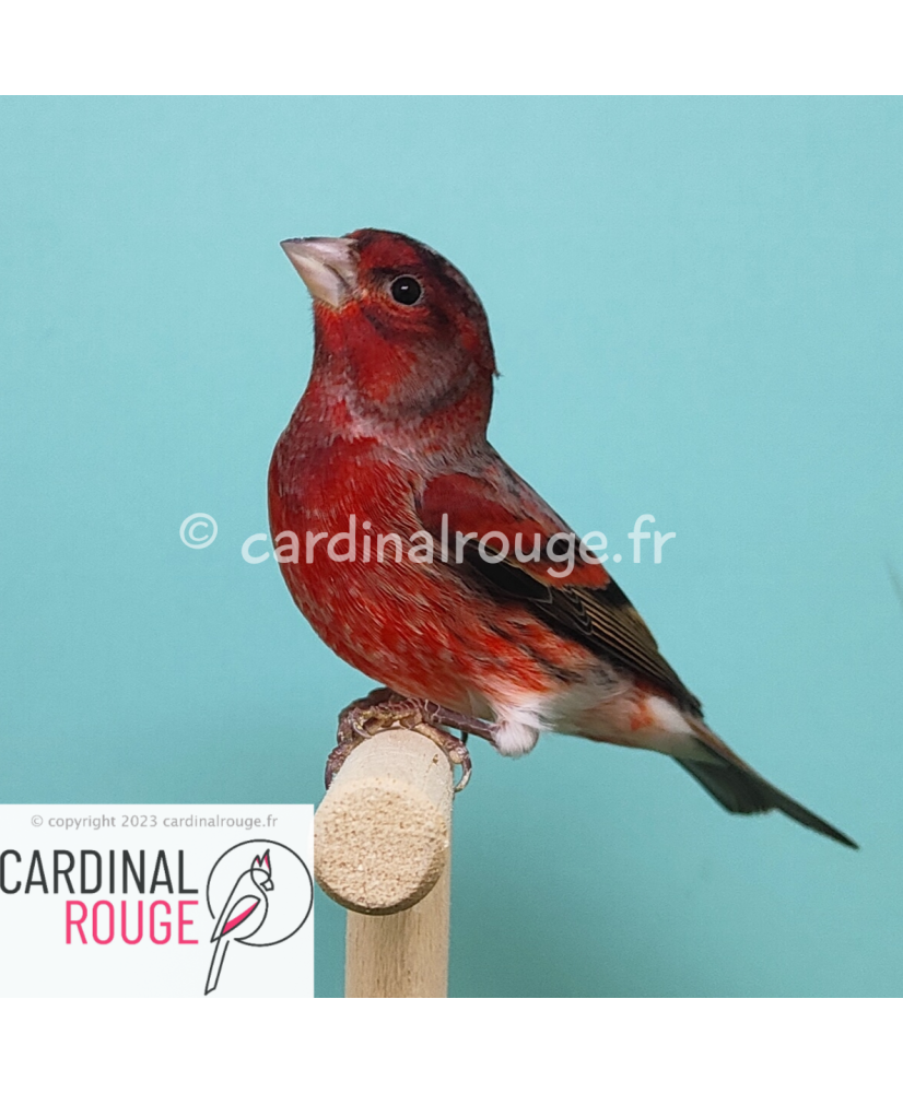 Tarin de Venezuela x canari (F1)