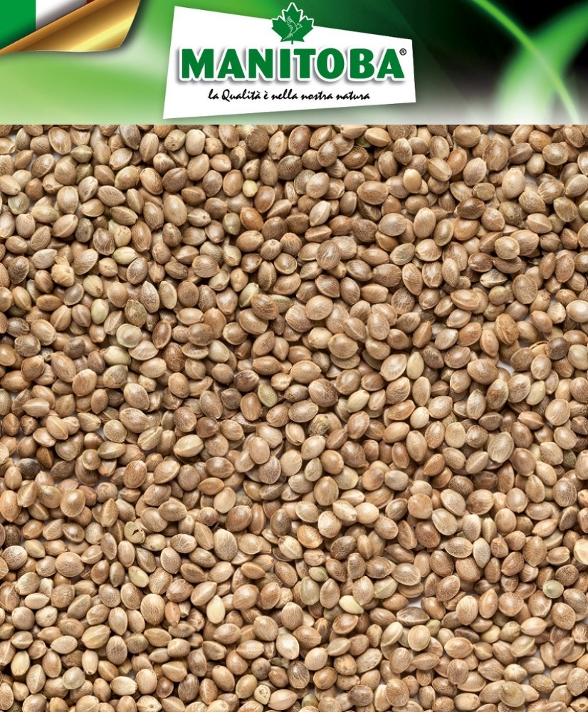 Chanvre 1kg - Manitoba