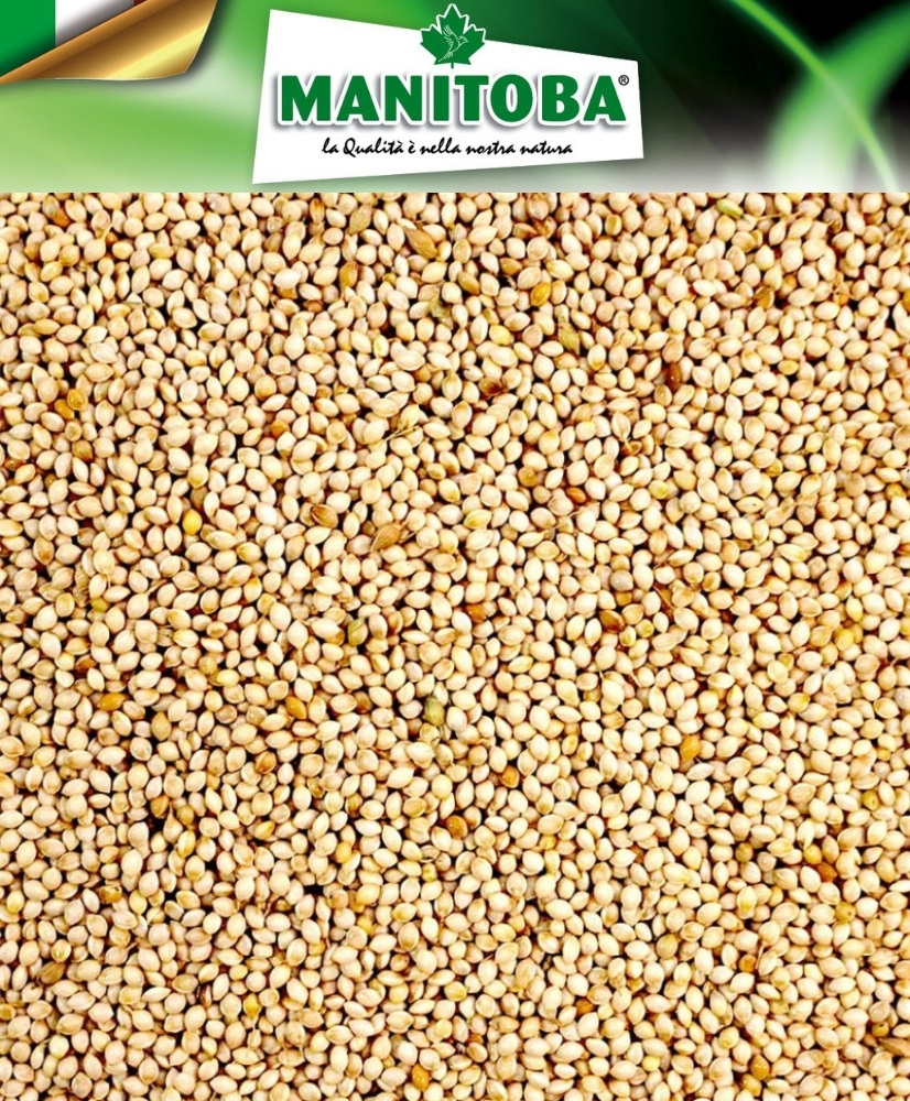 Millet Blanc 1kg - Manitoba