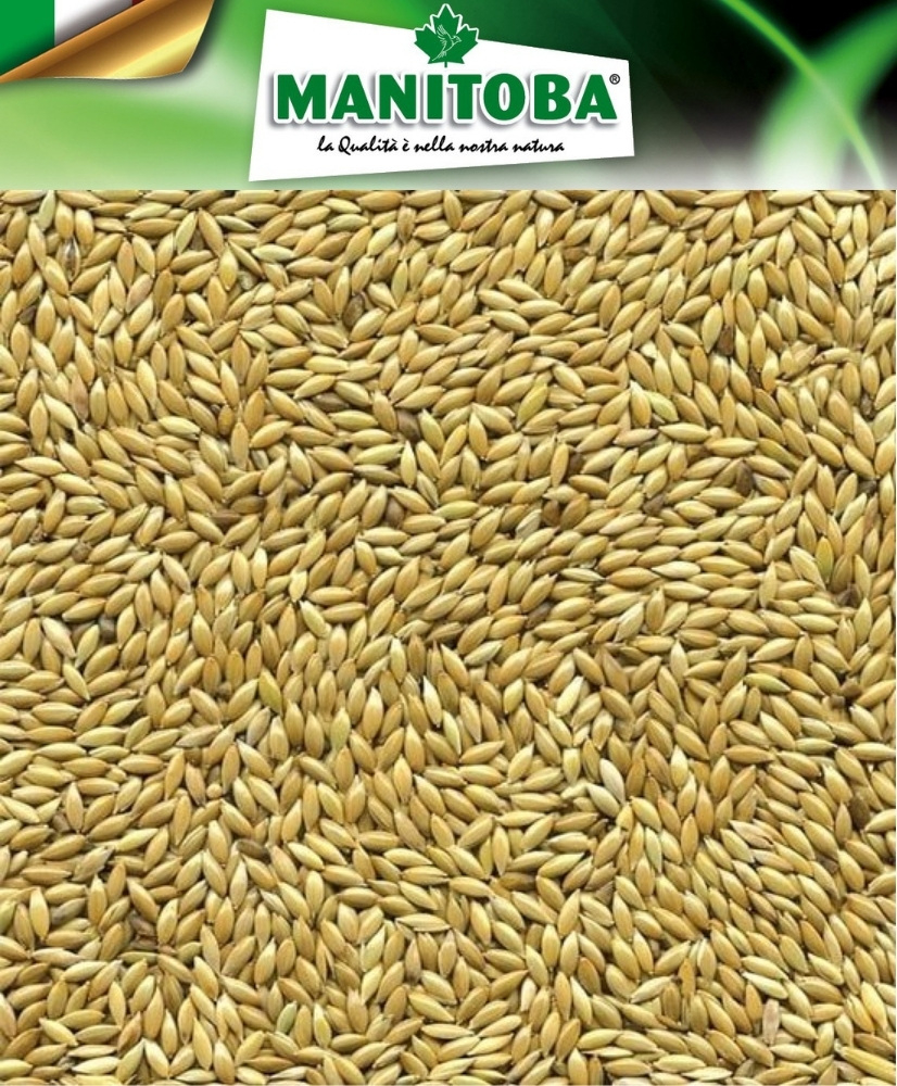 Alpiste 1kg - Manitoba