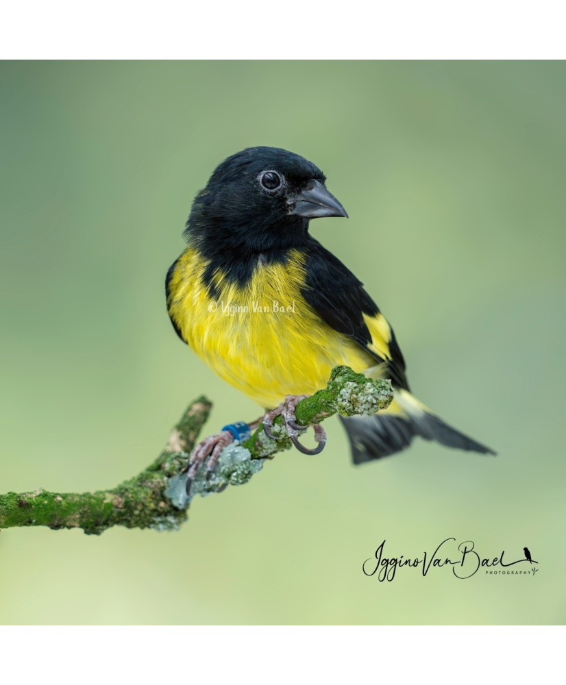 Tarin à ventre jaune