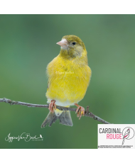 Tarin de Magellan classique/topaze x topaze