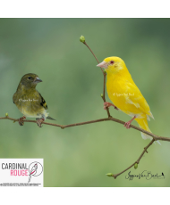 Tarin de Magellan mutation lutino x classique/lutino