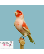 Canari rouge mosaïque