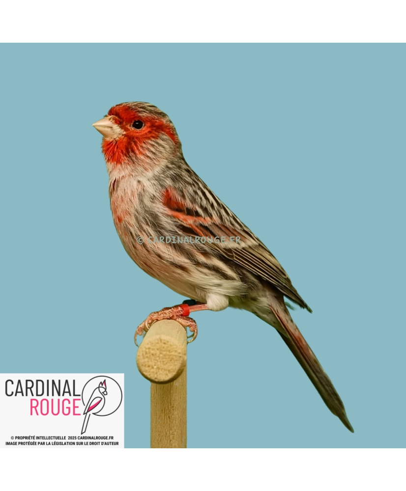 Canari rouge agate mosaique