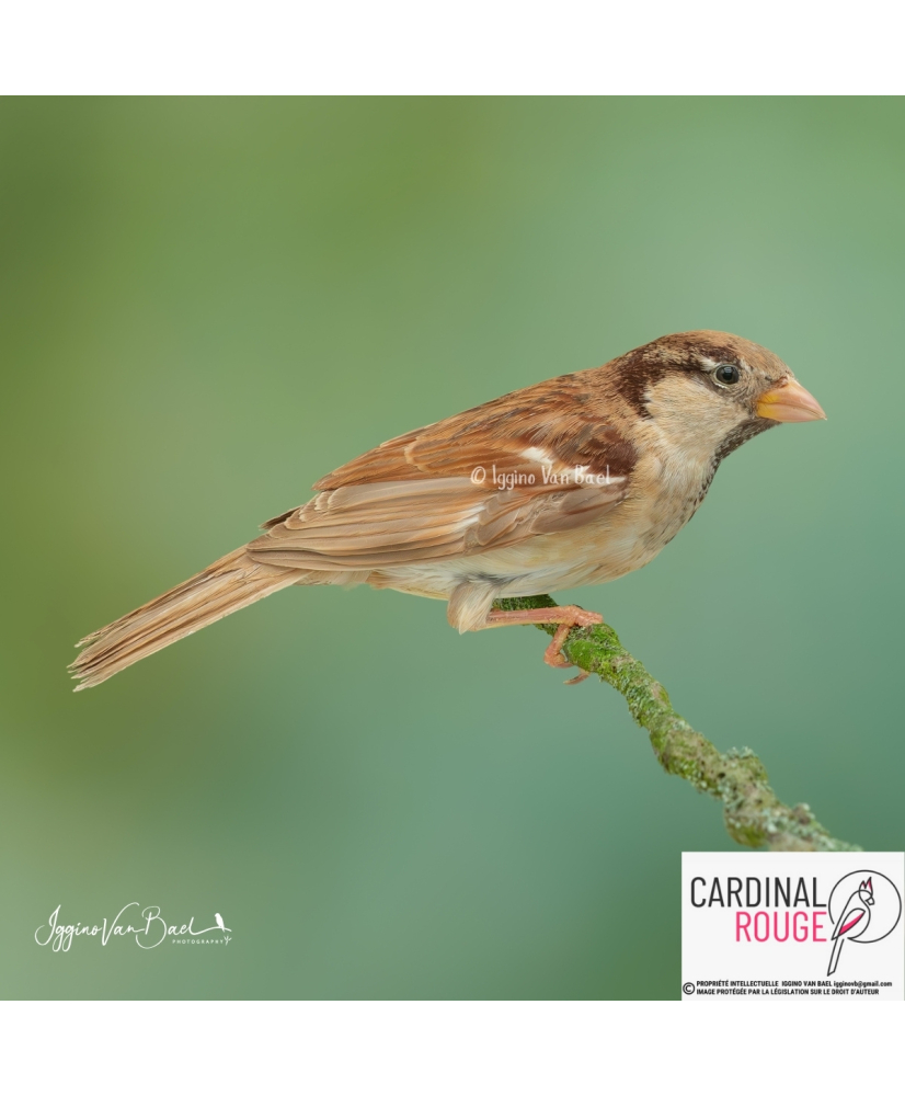 Moineau domestique mutation brun