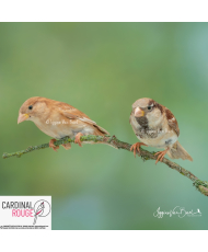 Moineau domestique mutation brun