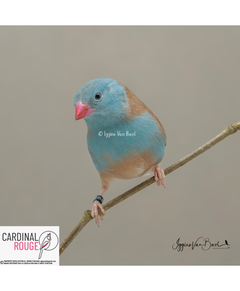 Cordonbleu cyanocéphale