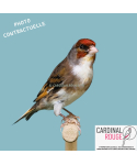 Mulet chardonneret x canari...