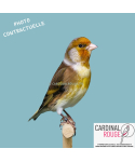 Mulet chardonneret x canari...