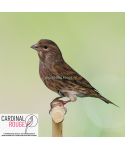 Linotte mélodieuse x canari