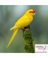 Kakariki à front rouge mutation jaune