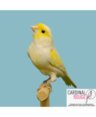 Canari jaune mosaique