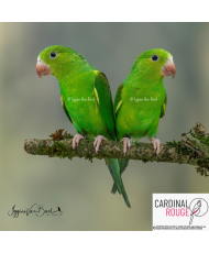 Toui tirica (le couple)