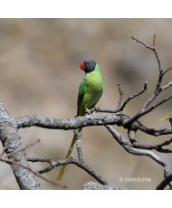 Perruche à tête ardoisée