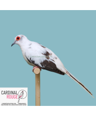 Colombe diamant panaché