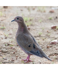 Tourterelle oreillarde