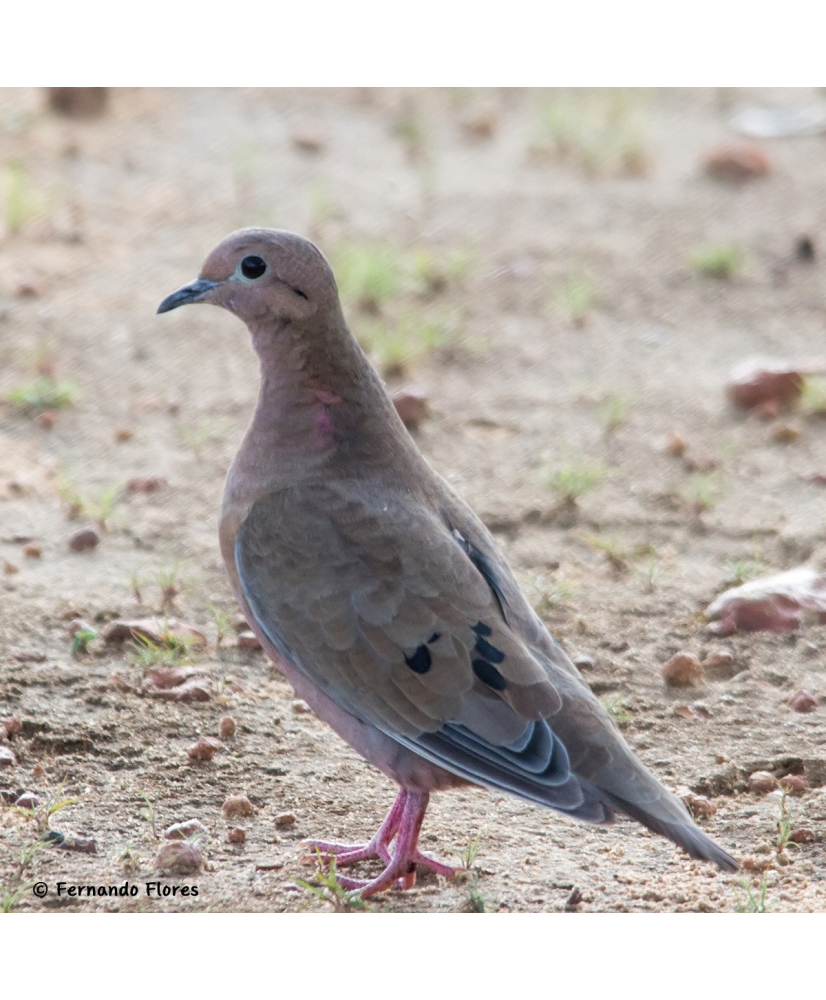 Tourterelle oreillarde
