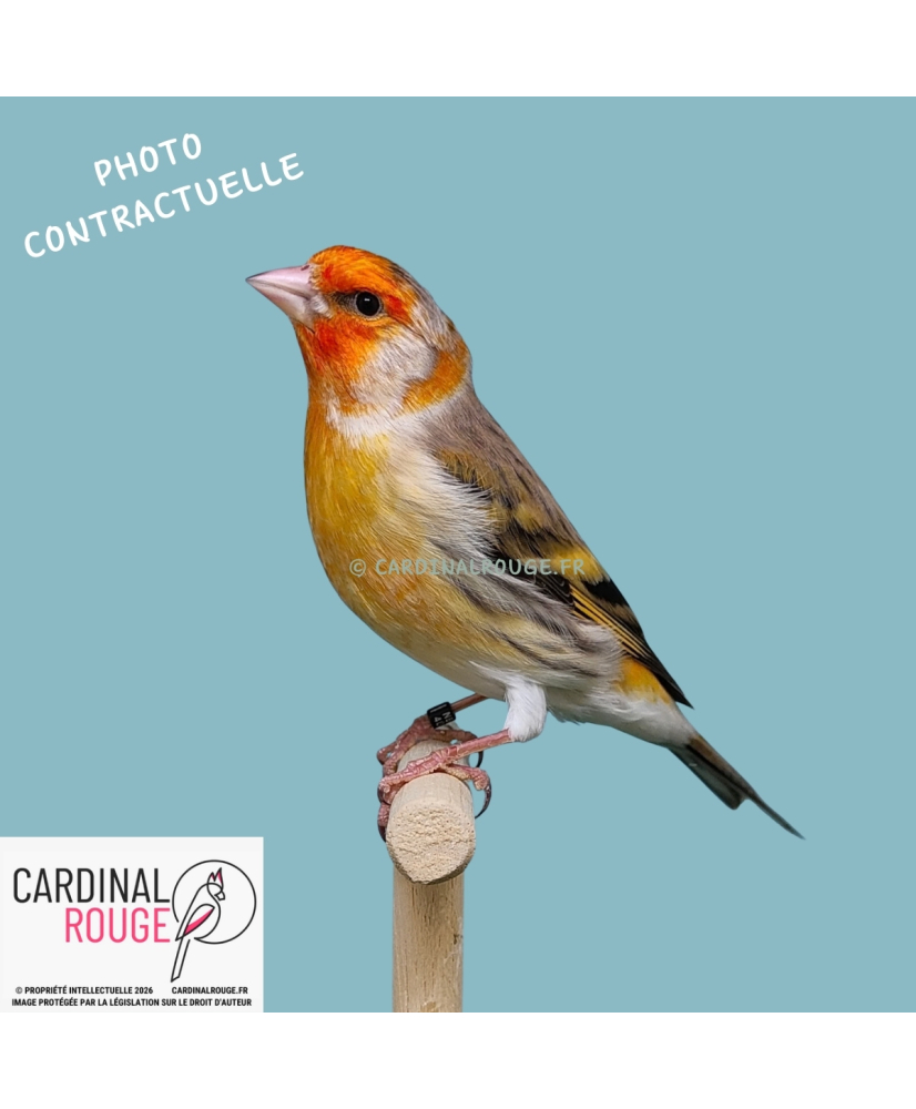 Mulet chardonneret x canari mutation panaché (046)