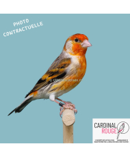 Mulet chardonneret x canari...