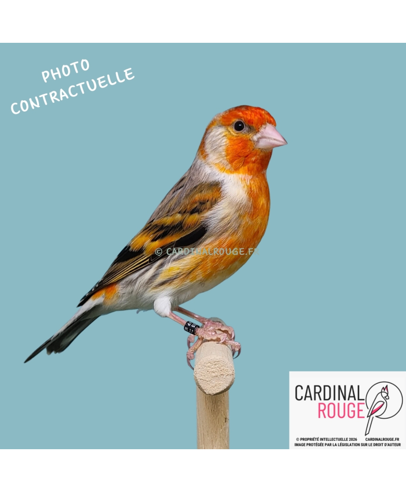 Mulet chardonneret x canari mutation panaché (078)