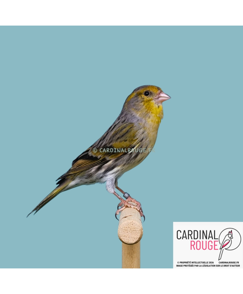 Métis tarin des aulnes x canari