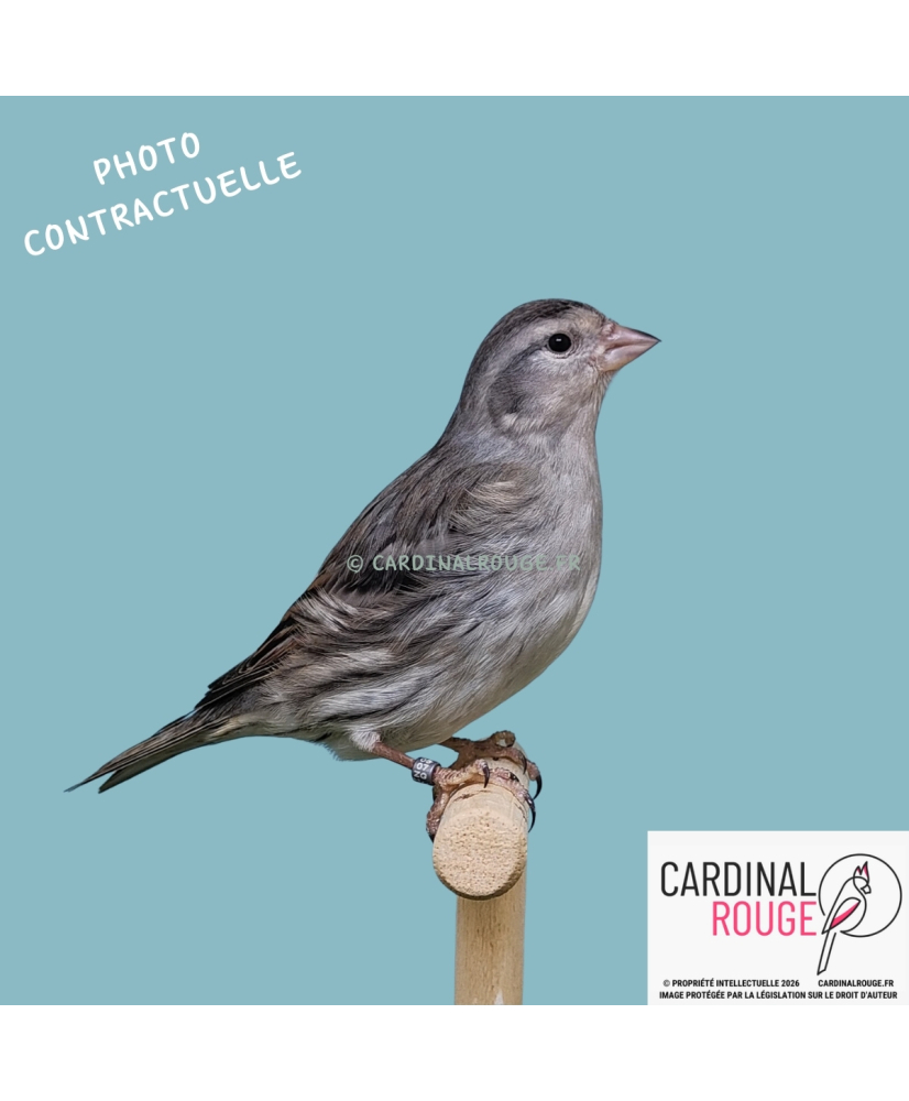 Métis tarin des aulnes x canari