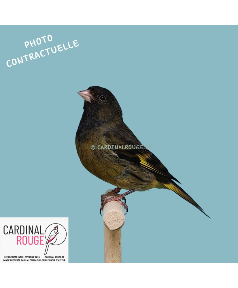 Métis tarin de Bolivie x canari