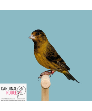 Métis tarin de Magellan x canari