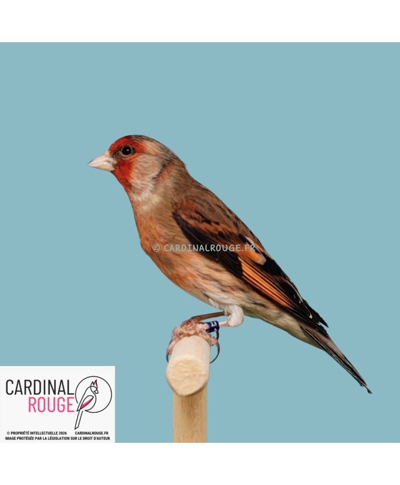 Mulet chardonneret x canari