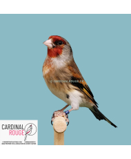 Mulet chardonneret x canari
