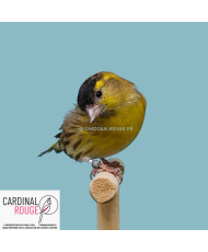 Tarin des aulnes mutation...