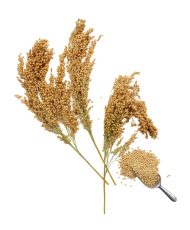 Panicum séché en grappes 500g