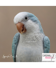 Perruche souris EAM (le couple)