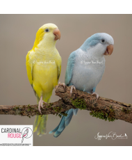 Perruche souris EAM (le...