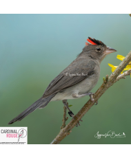Araguira gris