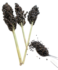 Sorgo noir en grappes