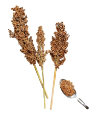 Sorgo blanc en grappes