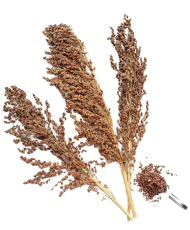 Herbe de Schelli en grappes