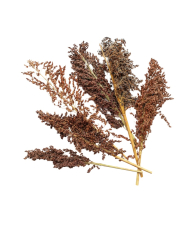 Sorgo soudanais en grappes