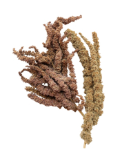 Amarante séchée en grappes 250g