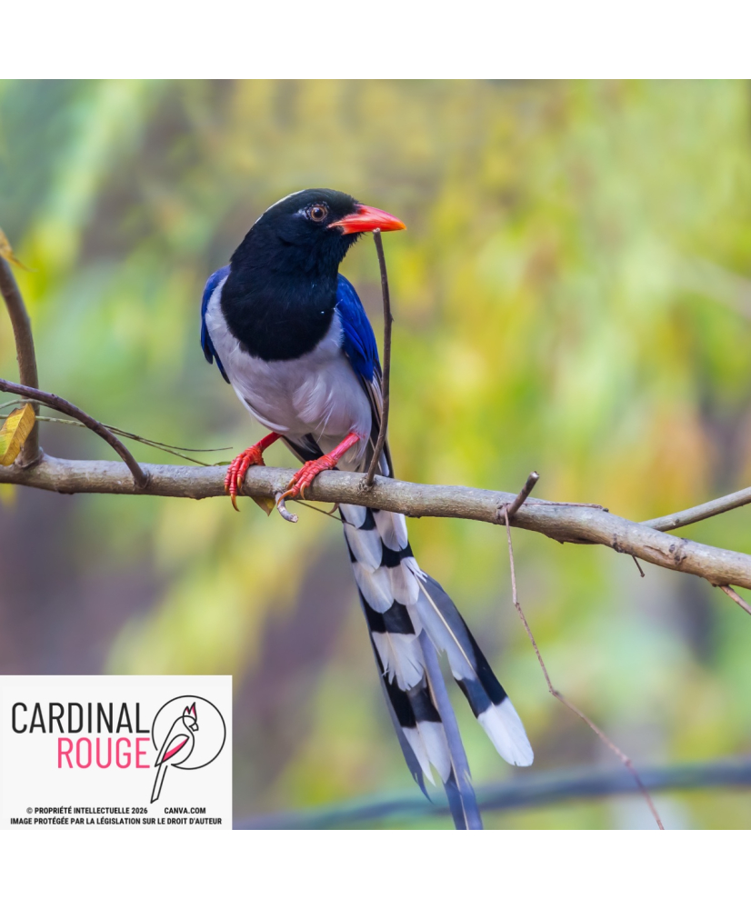 Pirolle à bec rouge