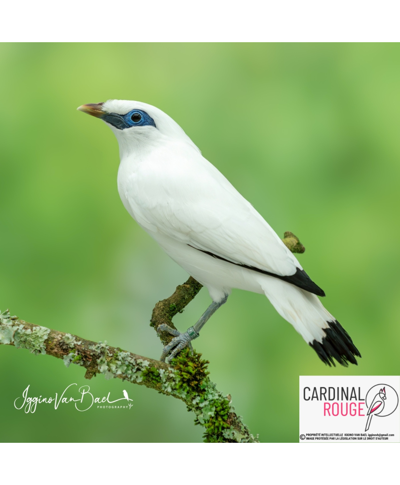 Étourneau de Rothschild 2025 (le couple)