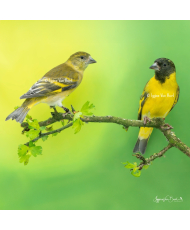 Tarin de Magellan dilué