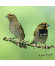 Sporophile grand-chanteur (le couple)