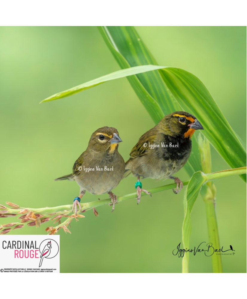 Sporophile grand-chanteur (le couple)