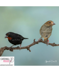 Sporophile rougegorge