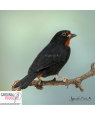 Sporophile rougegorge