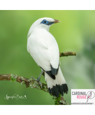 Étourneau de Rothschild 2020