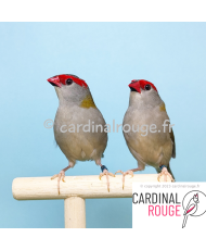 Diamant à cinq couleurs